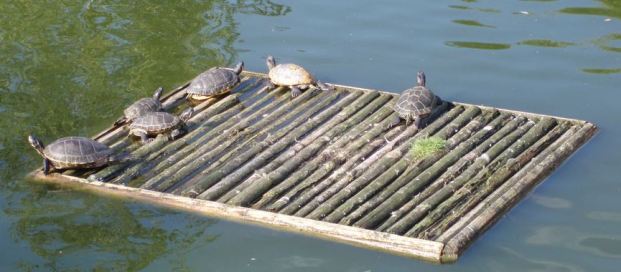 Occasionally, rafting was a useful mechanism for species dispersal.