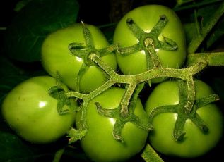 According to Wikipedia, these are green tomatoes. (CC-Wiki via User:Ks.mini)