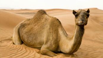 Sitting Camel