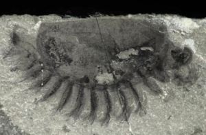 A Burgess Shale Cambrian Arthropod