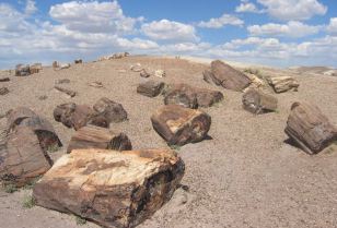 Arizona's Petrified Logs