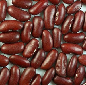 Kidneys, awaiting genetic enhancement