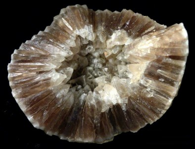 Calcite crystals growing on fossil shell. (Source; Wikipedia)