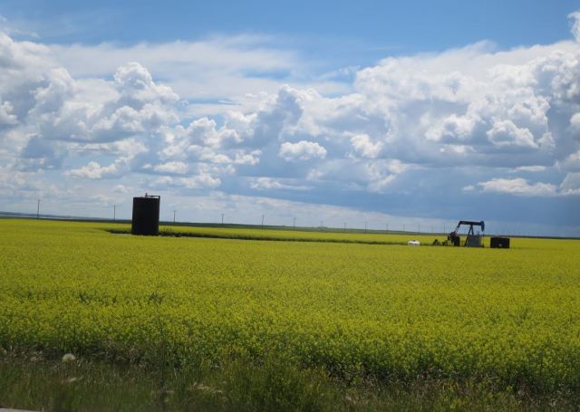 Two flavours of Alberta, Canada oil