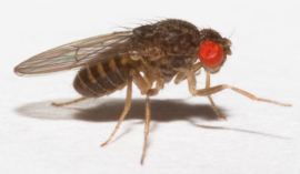 drosophila